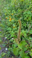 Acalypha membranacea