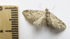 Eupithecia maestosa