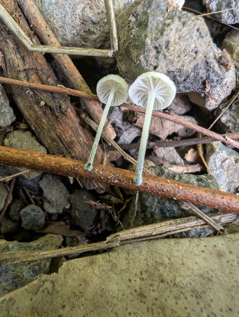 Tetrapyrgos nigripes · August 2025 · photo: © atsushi_nakajima_cirque (iNaturalist, cc-by)