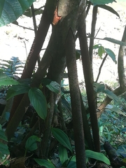 Socratea exorrhiza