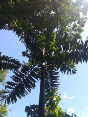 Socratea exorrhiza