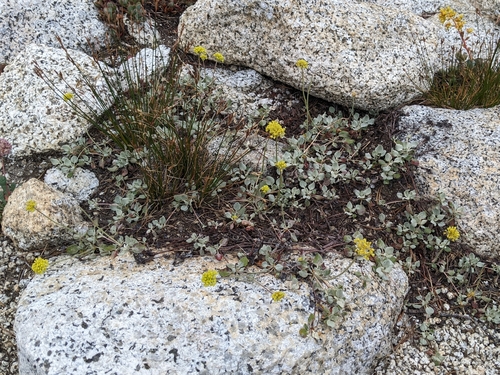 Jaynes Canyon buckwheat (Eriogonum diclinum)