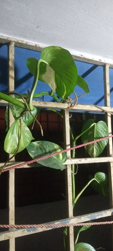 Golden Pothos