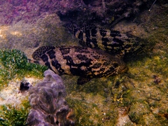 Epinephelus itajara
