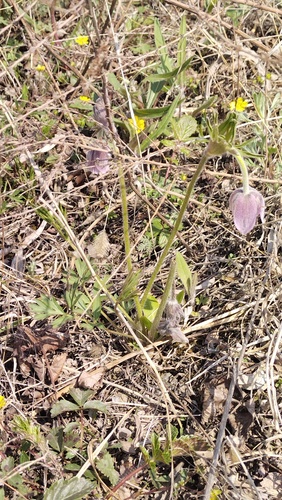 Pulsatilla dahurica, photograph 4