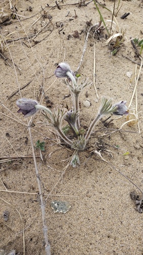Narrow-leaf pasqueflower (Pulsatilla cernua)