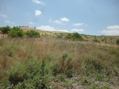 Echinops adenocaulos