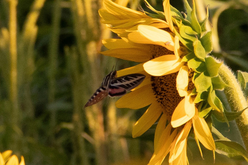 White-lined Sphinx
