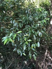 Itea