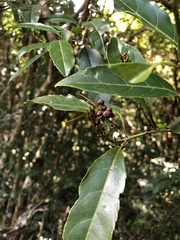 Itea