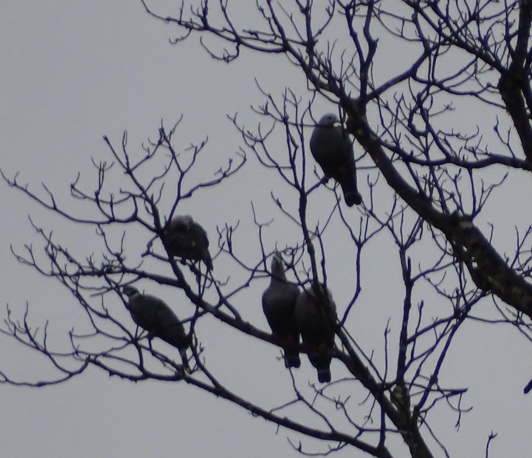 Pinon's Imperial Pigeon (Ducula pinon), photo 8