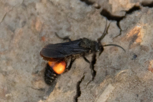 Dasymutilla ursus