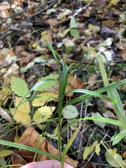 Dulichium arundinaceum