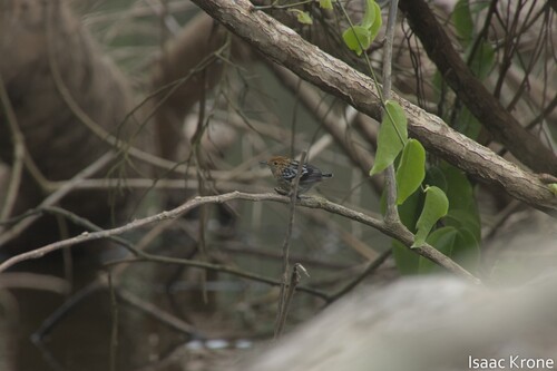 Amazonian Streaked Antwren (Myrmotherula multostriata)
