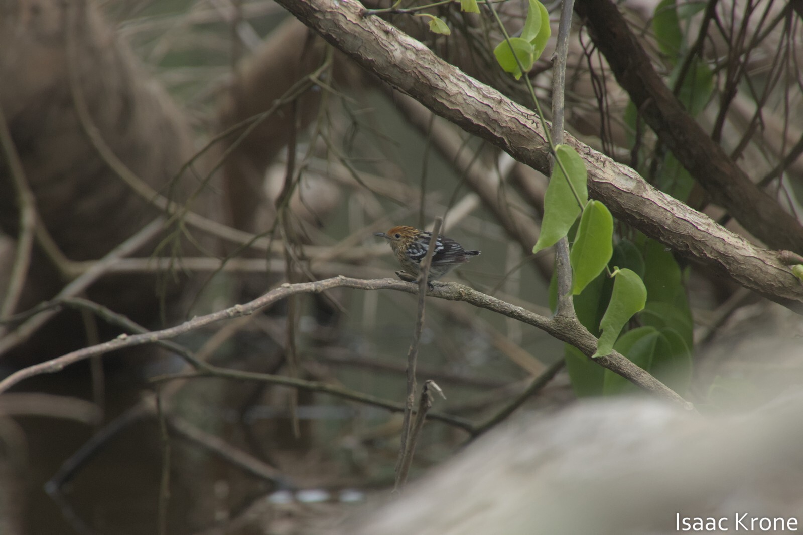 Amazonian Streaked Antwren (Myrmotherula multostriata), photo 1