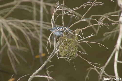 Amazonian Streaked Antwren (Myrmotherula multostriata), photo 10