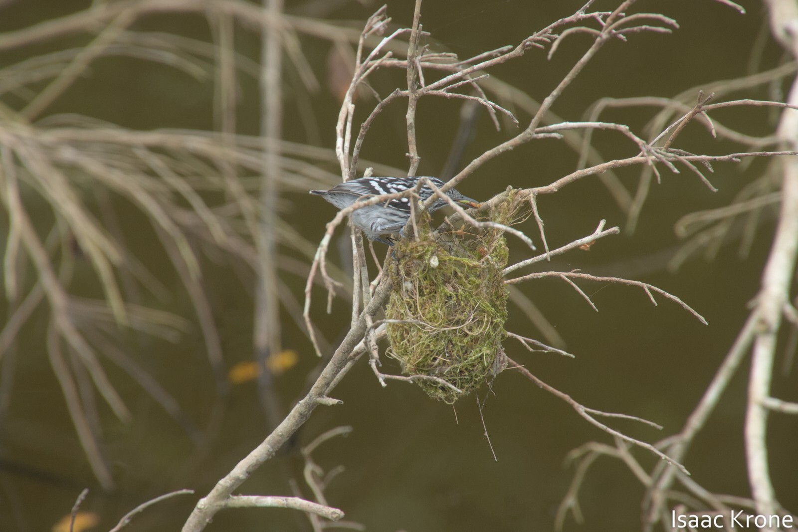 Amazonian Streaked Antwren (Myrmotherula multostriata), photo 2