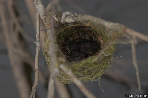 Amazonian Streaked Antwren (Myrmotherula multostriata), photo 8