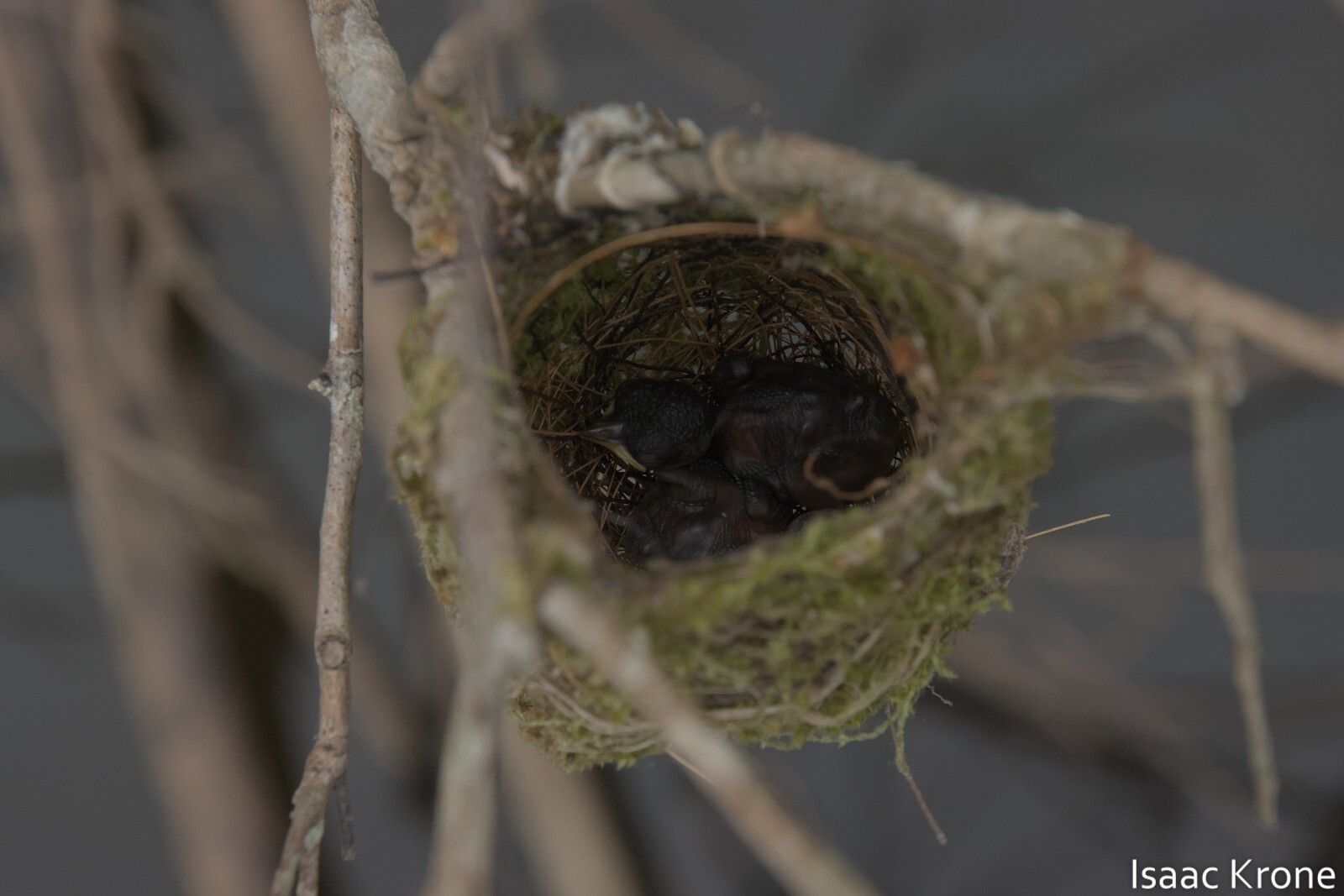 Amazonian Streaked Antwren (Myrmotherula multostriata), photo 8