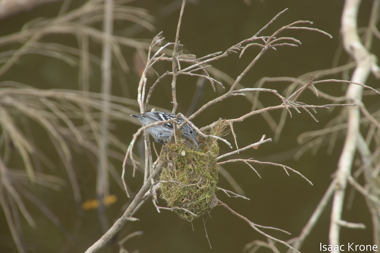 Amazonian Streaked Antwren (Myrmotherula multostriata), photo 7