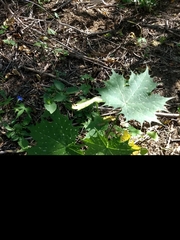 Cnidoscolus maculatus