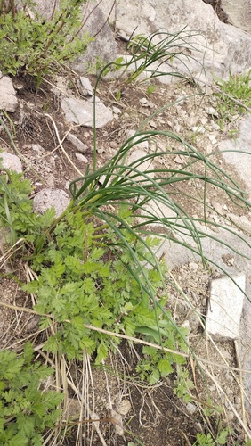 Allium condensatum
