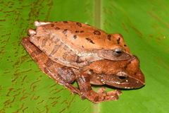 Leptomantis harrissoni