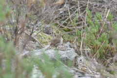 Asthenes humilis