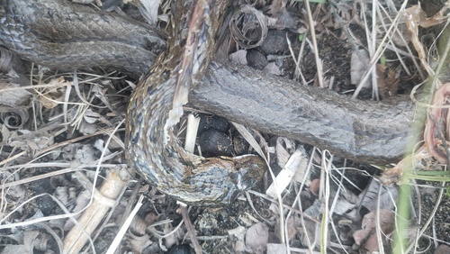 Frog-eating Rat Snake