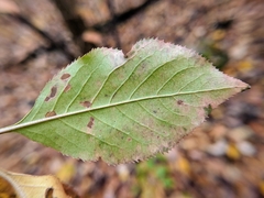 Viburnum lentago
