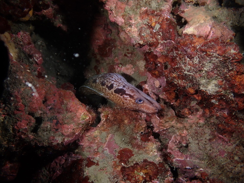 Gymnothorax margaritophorus observed 2025-08-09