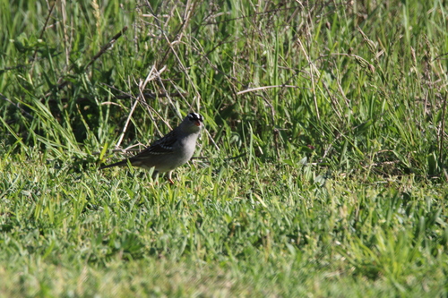 White-crowned Sparrow photographed in Michigan