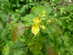 Impatiens desmantha