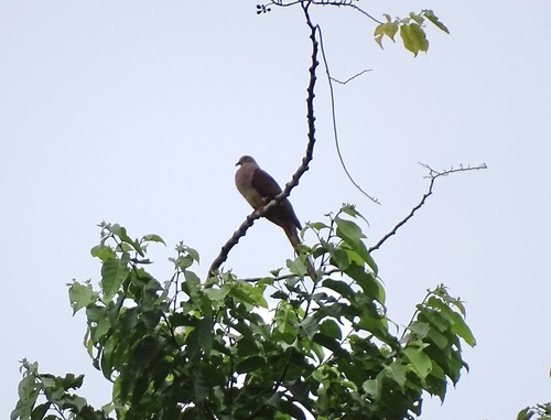 Amboyna Cuckoo-Dove (Macropygia amboinensis), photo 3