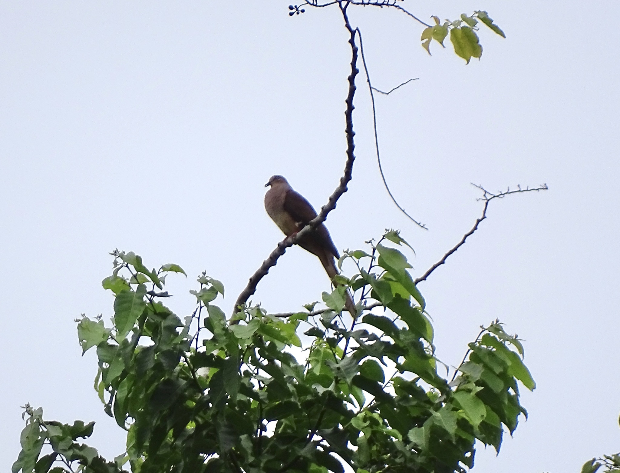 Amboyna Cuckoo-Dove (Macropygia amboinensis), photo 2