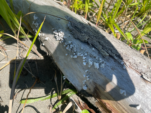 Schizophyllum commune