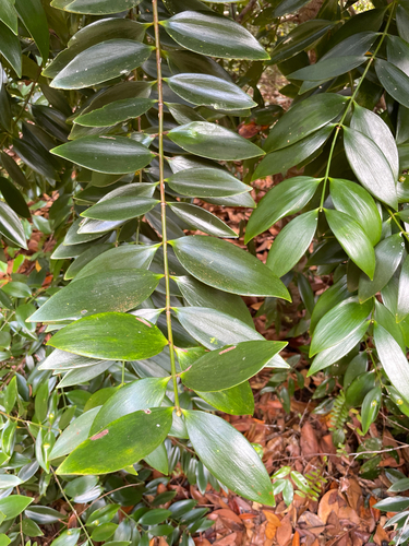 Agathis borneensis observed 2025-08-08