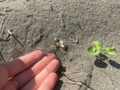 Paramarasmius mesosporus