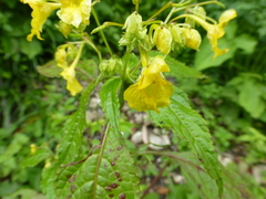 Impatiens desmantha