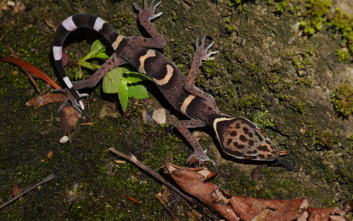 Maolan Leopard Gecko