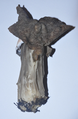 Helvella maculata