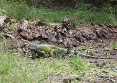 Iguana iguana image