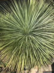 Yucca constricta