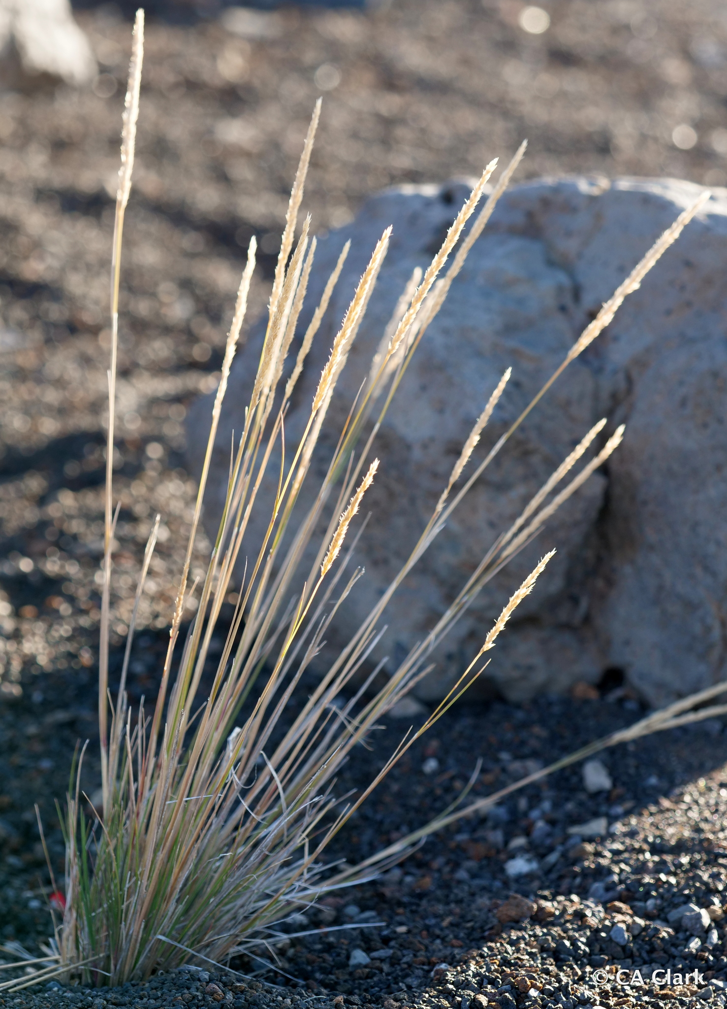 Agrostis sandwicensis