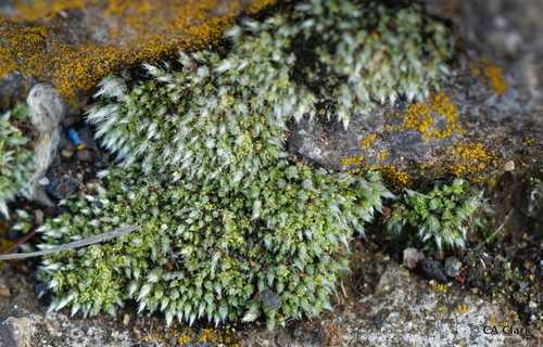 Bryum argenteum observed 2019-10-21
