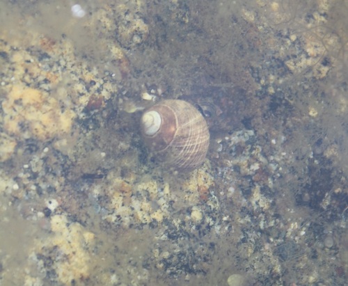 Common Periwinkle