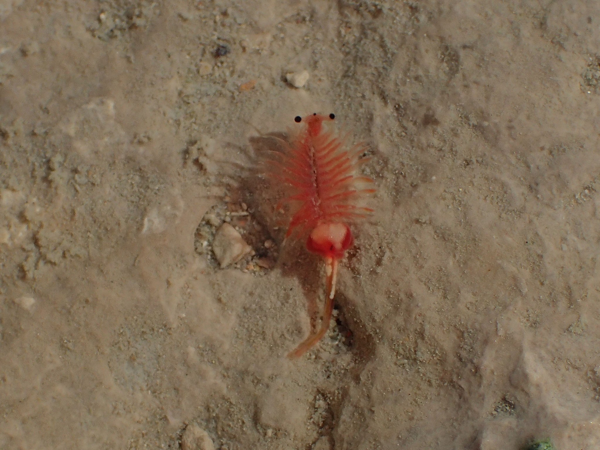 Artemia salina (Linnaeus, 1758)