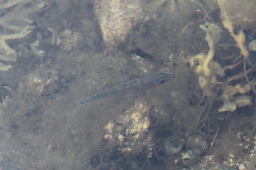 Threespine Stickleback