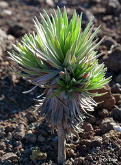 Argyroxiphium × Dubautia