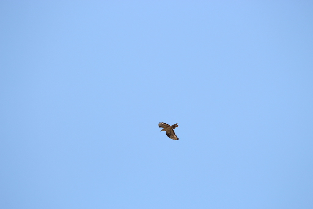 Falco pecchiaiolo